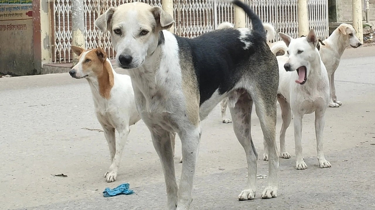 বাড়ছে জলাতঙ্ক ঝুঁকি