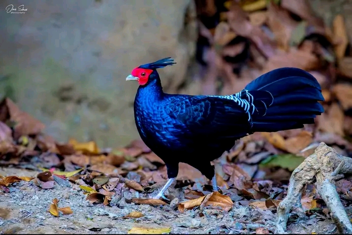 চুনারুঘাটে নজরকাড়া রঙের পাখি ‘কালো মথুরা’