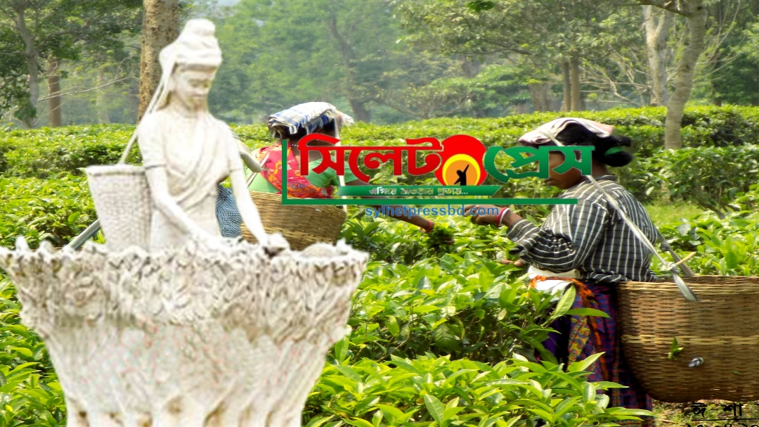 সিন্ডিকেটের মরণকামড় : চা সিলেটের, রাজত্ব চট্টগ্রামের!