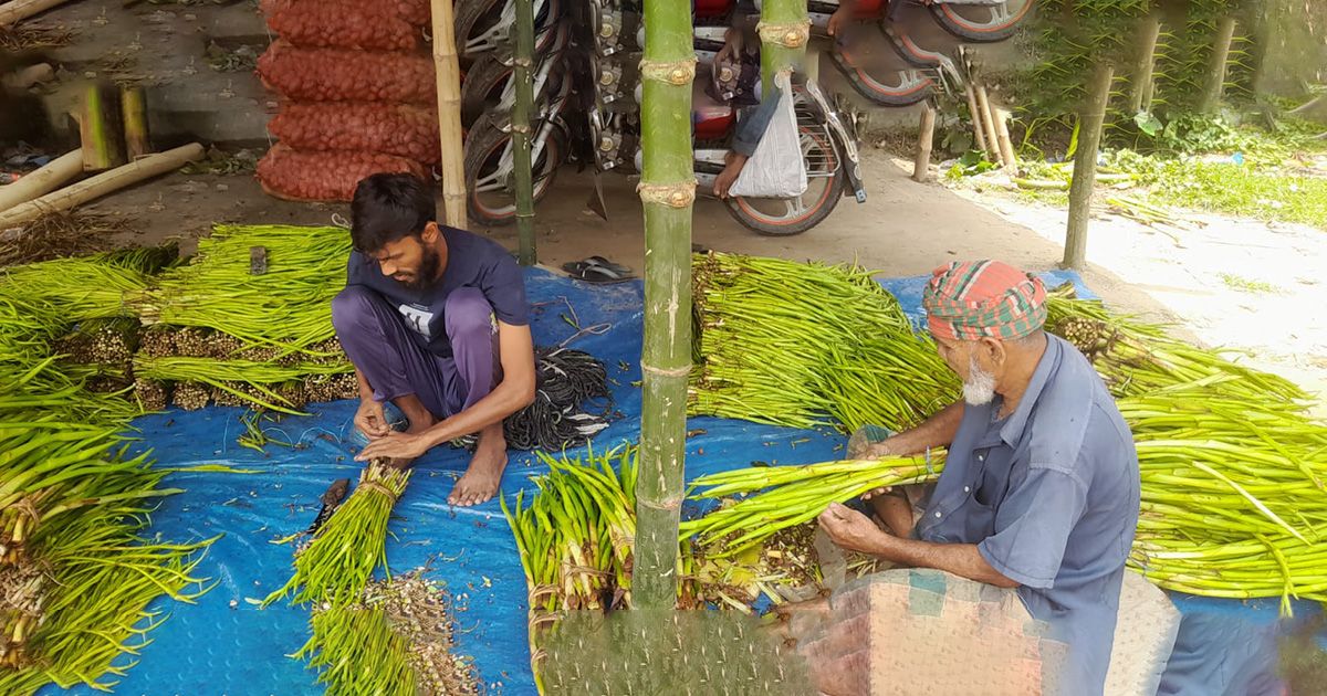 জলবায়ু পরিবর্তনের ফলে বিলুপ্তির পথে ‘কচুর লতি’ জলবায়ু পরিবর্তনের ফলে বিলুপ্তির পথে ‘কচুর লতি’