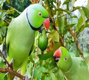 মুরগিকে টিয়া বানিয়ে অনলাইনে বিক্রির বিজ্ঞাপন
