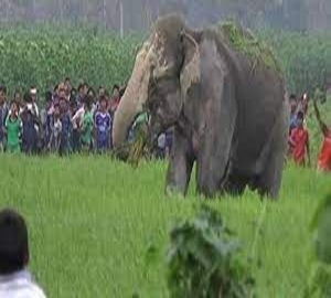 জুড়ীতে হাতির আক্রমনে মাহুত নিহত