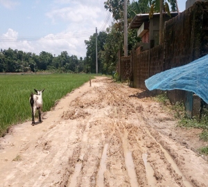 জুড়ীর দক্ষিণ বড়ডহর- বেহাল দশা রাস্তায় হেঁটে চলা দায়