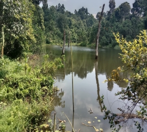 লাঠিটিলা ফরেস্ট এ একাধিক ফিশারি ও আদা লেবুর বাগান- বন বিভাগ নিরব