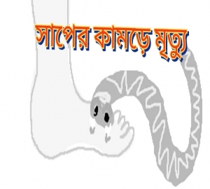 কমলগঞ্জে বিষধর সাপের কামড়ে গৃহবধূর মৃত্যু