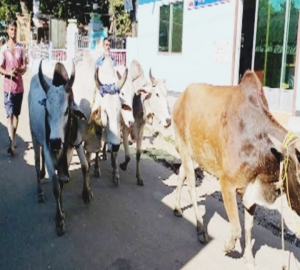 ছাতক-দোয়ারার সীমান্ত দিয়ে দেদারসে আসছে ভারতীয় গরু-মহিষ