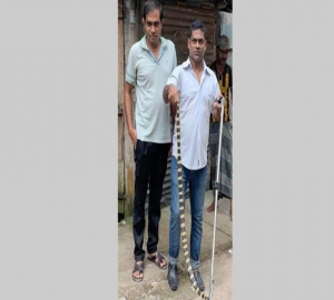 শ্রীমঙ্গলে লোকালয় থেকে ‘শংকিনি সাপ’ উদ্ধার