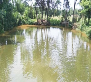 মামার বিয়েতে এসে পুকুরে ডুবে প্রাণ গেল ভাগনের 