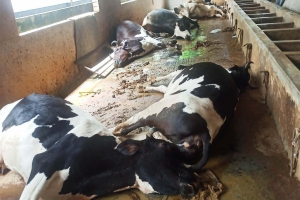 মৌলভীবাজারে খামারে বি ষ দিয়ে ৯টি গরু হ ত্যা