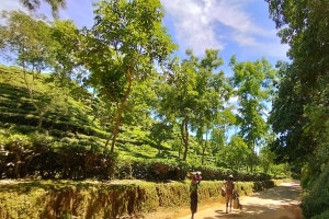 চা বাগানেই কুষ্ঠ রোগীর সংখ্যা বেশি