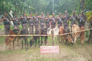 সুনামগঞ্জে বিজিবি’র অভিযানে ভারতীয় ৯ গরু জব্দ