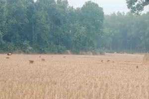 মৌলভীবাজারে বন ছেড়ে লোকালয়ে প্রাণী, এক বছরে উদ্ধার ৩২৬