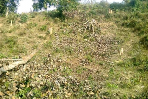 কমলগঞ্জে নিরাপত্তা ঢিলেঢালা সংকটে বন-টিলা