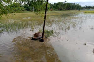 জুড়ীতে বিদ্যুৎস্পৃষ্ঠে একটি ষাঁড়ের মৃত্যু 