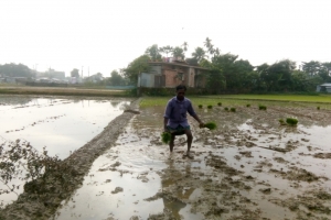 বোরো ফসলি জমি প্রস্তুত করতে ব্যস্ত কৃষক