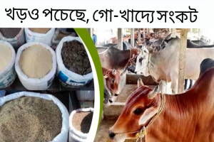 সুনামগঞ্জে অর্ধেক মূল্যে গরু বিক্রি করছেন কৃষকরা