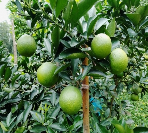 জুড়ীতে গাছে-গাছে মাল্টা কৃষকের মুখে হাসি