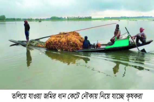 হবিগঞ্জে ১১ হাজার হেক্টর জমি পানির নিচে, ২০ হাজার কৃষক দিশেহারা