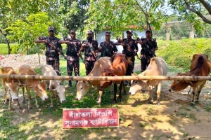 সুনামগঞ্জ সীমান্তে ভারতীয় ১১টি গরু আটক