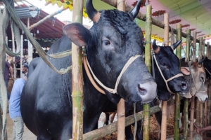 সুনামগঞ্জে কোরবানির পশুর হাটে ষাঁড়ের গুতোয় নি হ ত ১