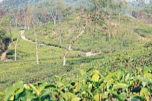 চা বাগানে দুর্দিন, ধস স্থানীয়দের ব্যবসায়