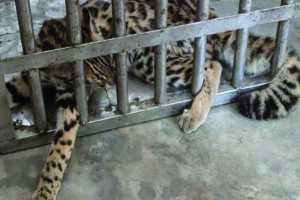 চুনারুঘাটে মেছো বিড়াল উদ্ধার