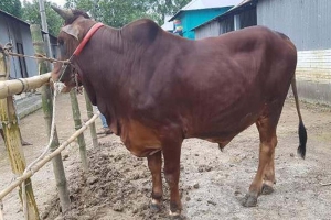 ক্রেতাদের আগ্রহের শীর্ষে ২৫ মণ ওজনের ‘জায়েদ খান’