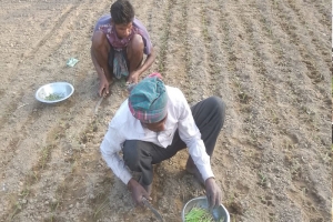 তাহিরপুরে কর্তৃপক্ষের অসহযোগিতা পেঁয়াজ চাষিদের ক্ষোভ