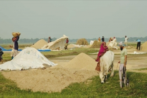 হাওরে অর্ধেকের বেশি ধান কাটা শেষ, দামের চিন্তা