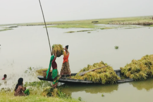 ধান ডুবি গেলে আমরা বাঁচমু কিলা