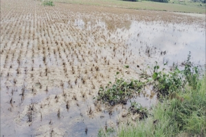 মৌলভীবাজারে বন্যায় বড় ক্ষতিগ্রস্ত আমন ক্ষেত, দিশেহারা কৃষক