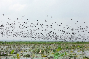 শ্রীমঙ্গলের বাইক্কা বিলে বাড়ছে পাখির ভিড়