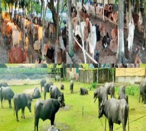 ছাতকে ৯ দিনে আড়াই কোটি টাকার চালান জব্দ, গ্রেফতার ১৫