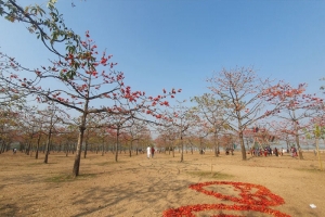 যাদুকাটার শিমুল বাগানে ফাগুনের আগুন