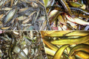 হাওরে মাছ ধরা নি ষি দ্ধ ঘোষণা