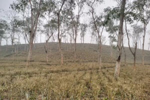 চিরচেনা সুবজ চা-বাগানগুলো এখন ধূসর