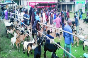 মিরপুরে ছাগলের হাটে এখনো চলছে হাসিলের নামে চাঁদাবাজি