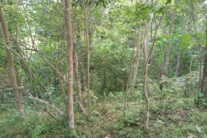 জুড়ীতে টিলাবাড়ি ক্রয় করে মালিকের প্রতারণার শিকার কৃষক শাসন 