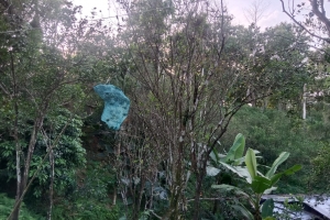 জুড়ীতে কমলা বাগানে পোকা-মাকড়ের চতুর্মুখি আ ক্র ম ণ