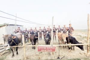 সুনামগঞ্জ সীমান্তে চোরাই পথে আসা ভারতীয় গরুর চালান জব্দ