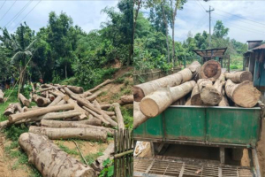 অনুমোদন ছাড়াই গাছ কাটার অভিযোগে সাবাজপুর চা-বাগানে জব্দ ৭ শতাধিক ঘনফুট কাঠ