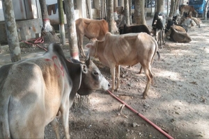 ভারতীয় ১৯টি গরুসহ ৫ চো রা কারবারি আ ট ক
