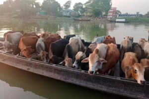 মধ্যনগর সীমান্ত : রাত গভীর হলেই দৌরাত্ম্য বেড়ে যায় চোরাকারবারিদের