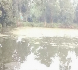 মাধবপুরে জোরপূর্বক জায়গা দখল ও পুকুরের মাছ লুটের অভিযোগ