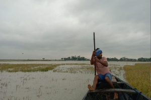 জগন্নাথপুরে চোখের সামনে তলিয়ে গেল পাকা ফসল, কাঁদছে কৃষক