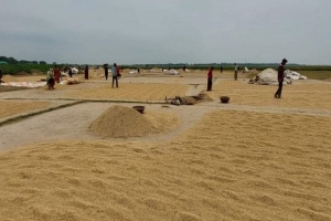 তবুও কৃষকের প্রার্থনা বৃষ্টি যেন না আসে