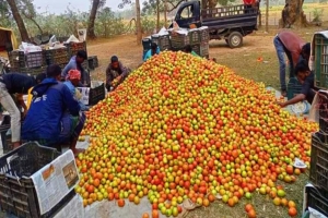 কৃষকের কষ্ট ঘুচাল লাখ টাকার টমেটো