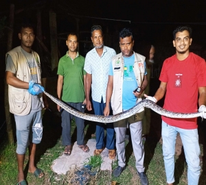 জুড়ীতে ৭ ফুট লম্বা অজগর সাপ উদ্ধার- বনে অবমুক্ত