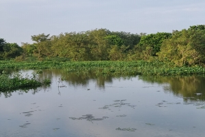 এই বর্ষায় ঘুরে আসুন বানিয়াচং উপভোগ করুন লক্ষীবাউরের সৌন্দর্য