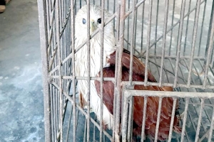 হবিগঞ্জে ‘সোনালী ঈগল’ উদ্ধার